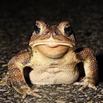 Toad detour photo by Doug Wechsler