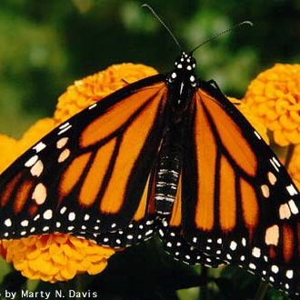 butterfly From Monarch Watch