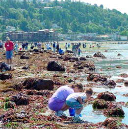 SeattleAquariumSci4Cits The Seattle Aquarium calls on citizen scientists to monitor intertidal areas in the Central Puget Sound.