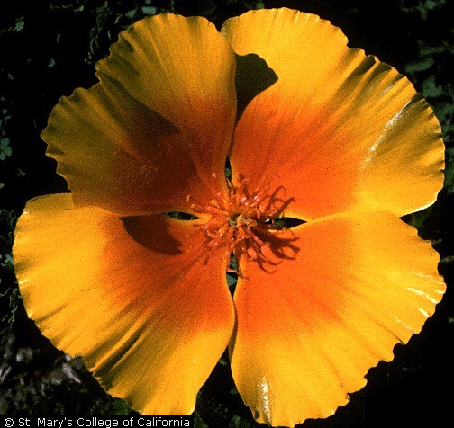 California Poppy by Brother Alfred Brousseau, USDA-NRCS PLANTS Database