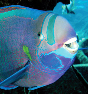 coral_scienceforcitizens Parrotfish (uhu), the largest grazing fish on Hawaii’s reefs, play a critical role in controlling algal growth on the reef. (Photo by James Watt)