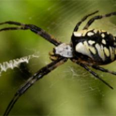 spiderweb Spider WebWatch: Be an amateur arachnologist.