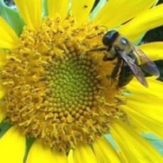 sunflower Study bees on sunflowers.