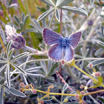 science volunteers save the mission blue The mission blue butterfly is back home in San Francisco, thanks to science volunteers. (photo by the National Park Service)