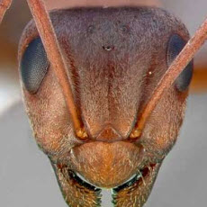 cal_academy_ants_-_square_ On the radio today: Cal Academy's Ant Survey