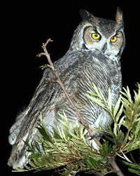If you want to see and hear Great Horned owls in action, try taking a quiet walk on a moonlit summer evening with no wind or rain. (Photo: Mianus River Gorge Preserve)