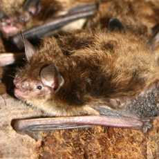You might encounter a little brown bat at Seward Park. Photo: Seward Park Audubon Center
