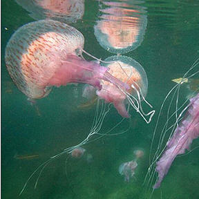 mauve stinger jellyfish Malta's most common jelly is the mauve stinger.