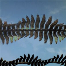 pelican paths Time-lapse image of the flightpaths of two pelicans. Credit: Bob Goldstein
