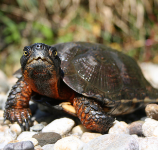 Keep an eye out for turtles crossing roads in Massachusetts. Photo: Linking Landscapes for Massachusetts Wildlfie