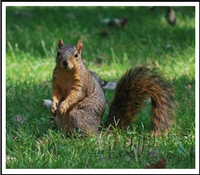 image_mini_squirrel_scienceforcitizens image_mini_squirrel_scienceforcitizens