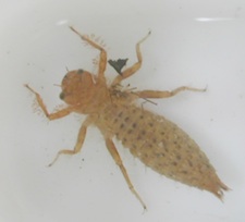 Benthic macroinvertebrates: these small, bottom-dwelling animals without backbones can reveal much about the health of their watery environment. Benthic macroinvertebrates: these small, bottom-dwelling animals without backbones can reveal much about the health of their watery environment.