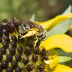texas bees texas bees