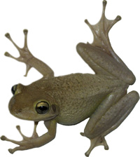 ctftnail A cuban treefrog awaiting analysis. Photo: Johnson Lab at UF