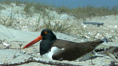 american_oystercatcher An American Oystercatcher on the Atlantic seashore. Photo: AOWG