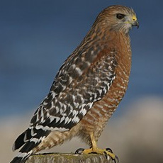 eBird_Sci4Cits An adult Red-shouldered Hawk. Photo: Brian L. Sullivan