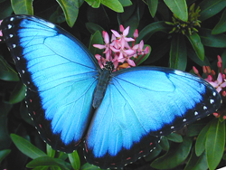 Common Blue Morpho (Morpho peleides) butterflies are recognizable by their large, iridescent blue wings. (Photo: Sophia M. Sachs Butterfly House) Common Blue Morpho (Morpho peleides) butterflies are recognizable by their large, iridescent blue wings. (Photo: Sophia M. Sachs Butterfly House)