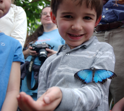 A Common Blue Morpho butterfly lands on a young visitor at the Sophia M. Sachs Butterfly House. (Photo: Sophia M. Sachs Butterfly House) A Common Blue Morpho butterfly lands on a young visitor at the Sophia M. Sachs Butterfly House. (Photo: Sophia M. Sachs Butterfly House)