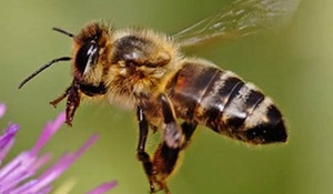 bee bee