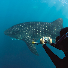 whaleshark Courtesy of ECOCEAN.