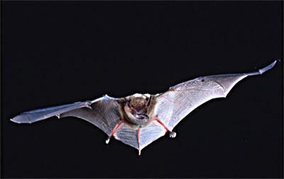 bat Courtesy of USGS