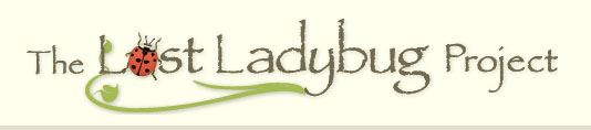 Lost laydbug 1