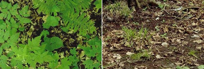 Animals that nest and forage in the healthy understory (left) are being threatened by habitat loss after earthworm invasion (right). Image credit: Great Lakes Worm Watch.