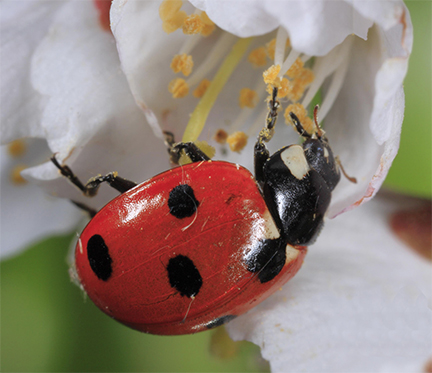 A Seven spot ladybird (Image Credit: Richard Bekker)