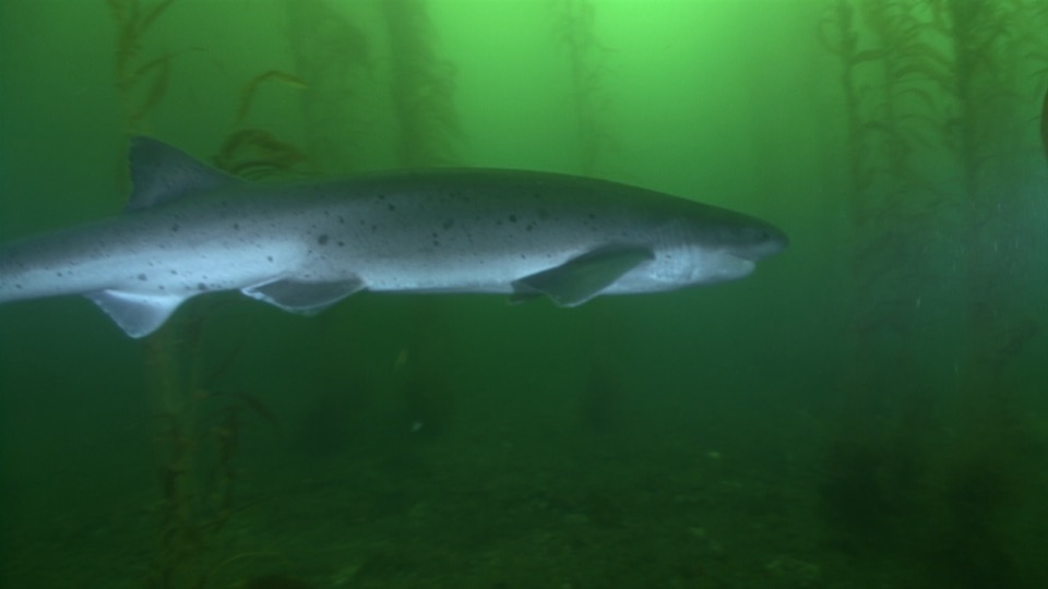 Sevengill shark