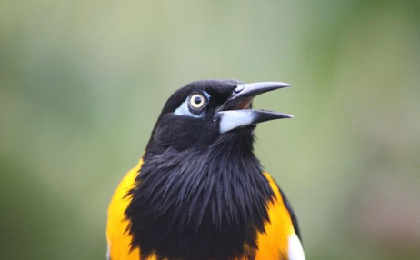 Femal troupial, a songbird