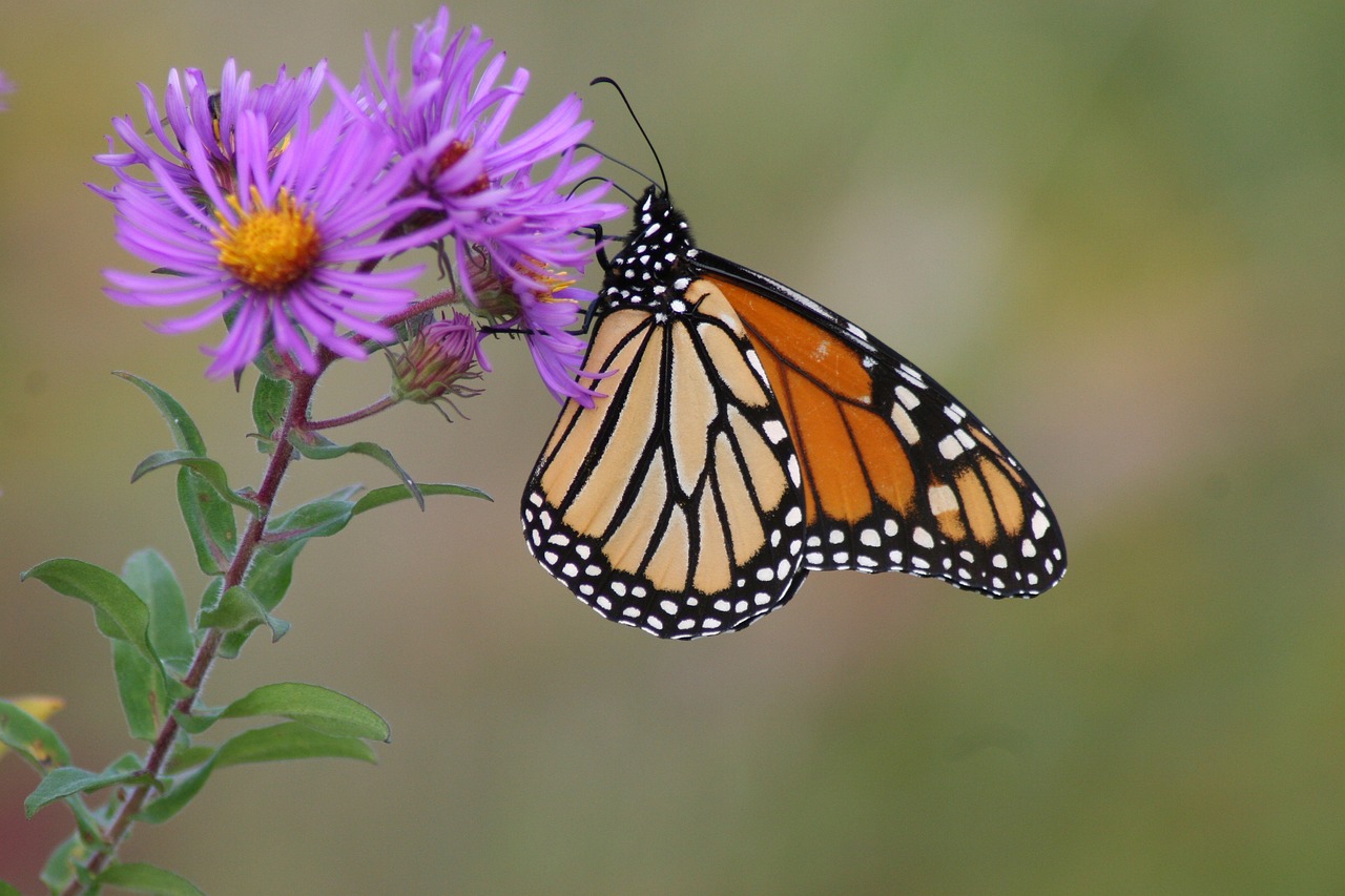 Citizen Science in Nebraska