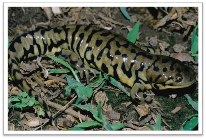 Citizen Science in Nebraska