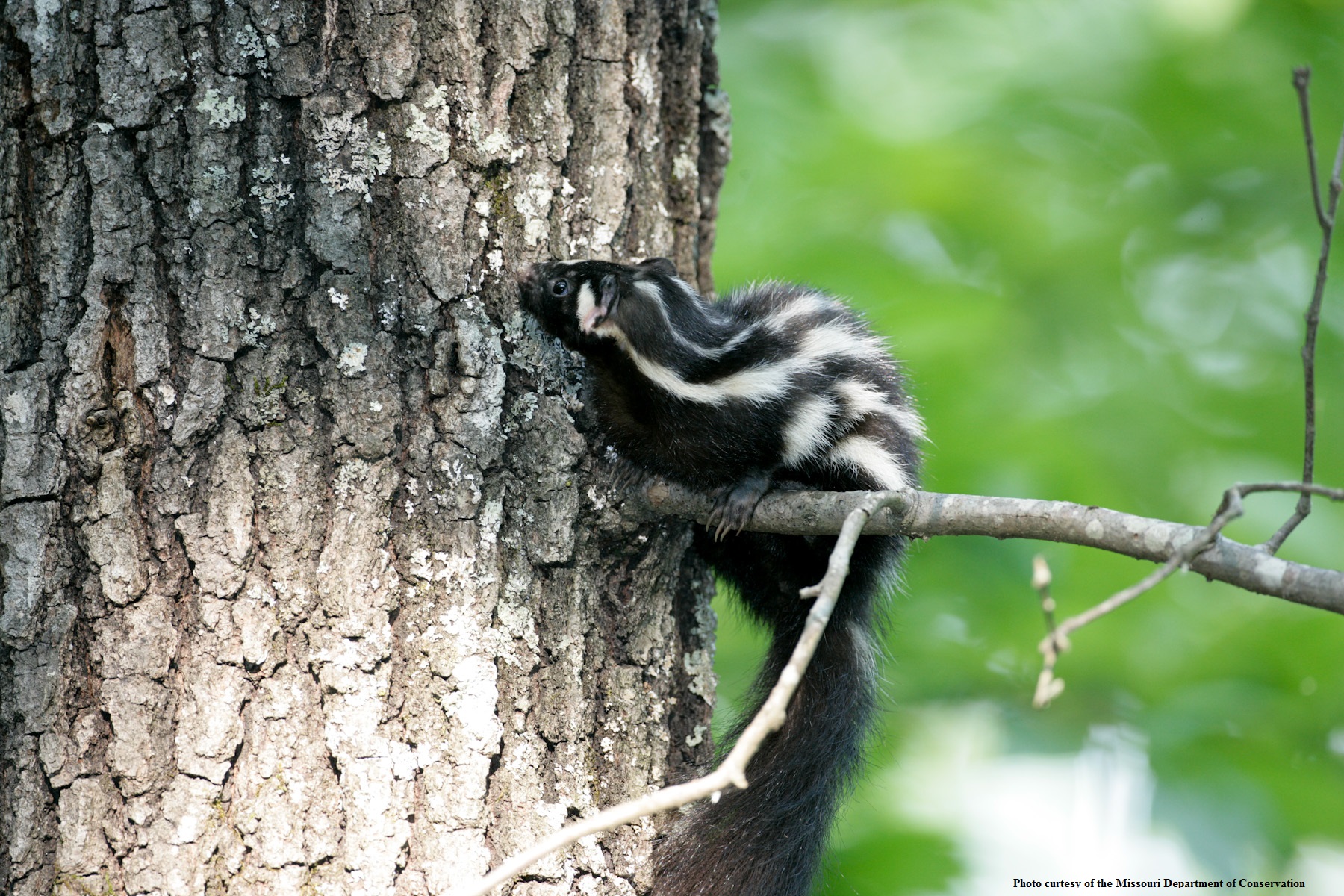Citizen Science in Nebraska
