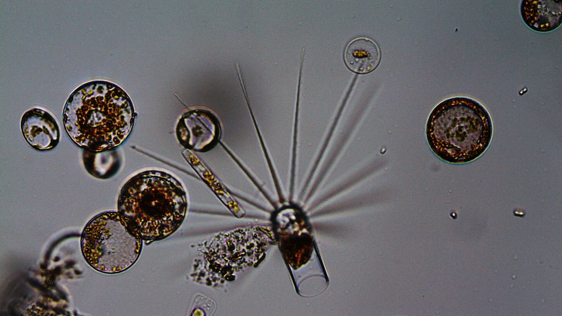Antarctic Citizen Scientists