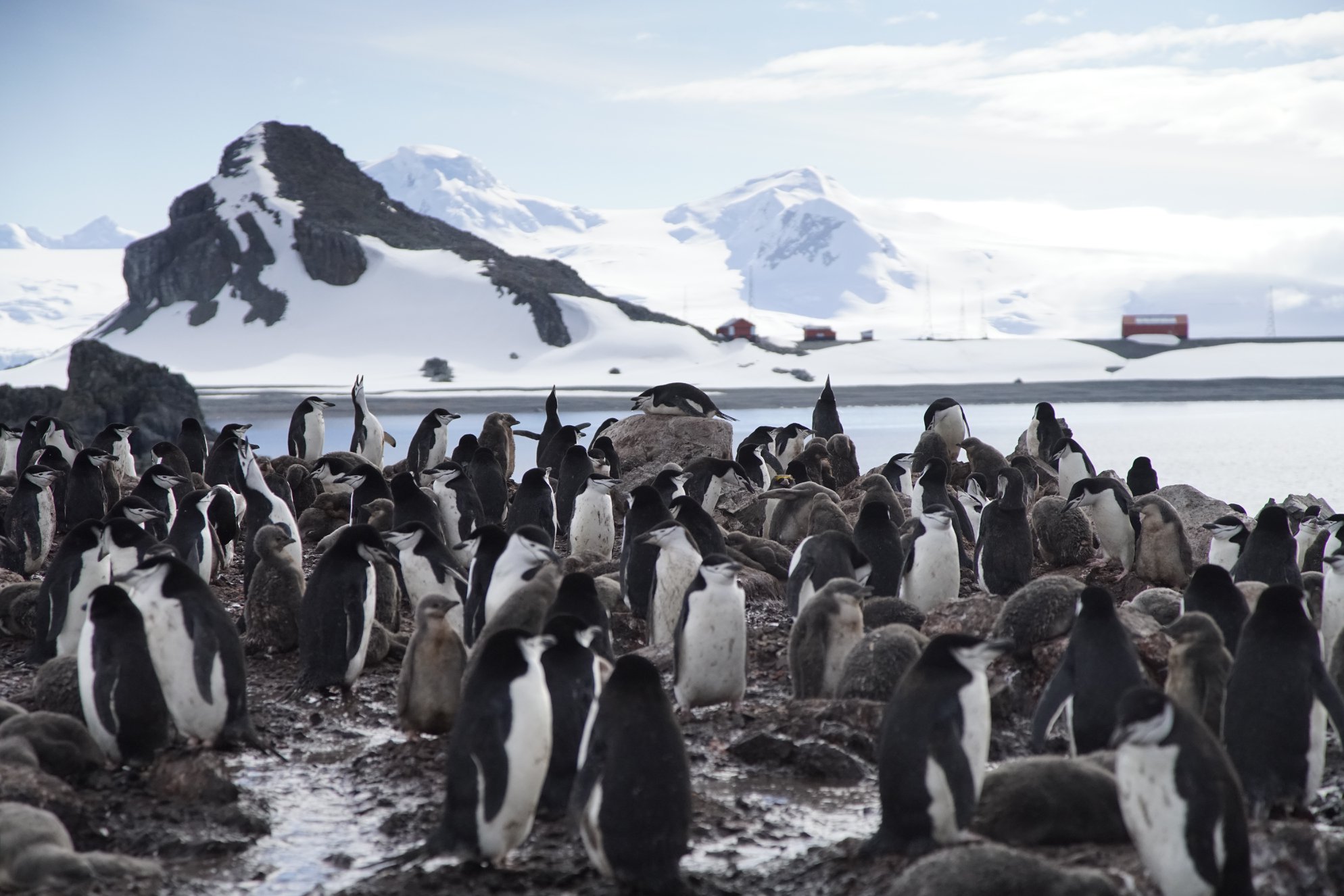 Antarctic Citizen Scientists