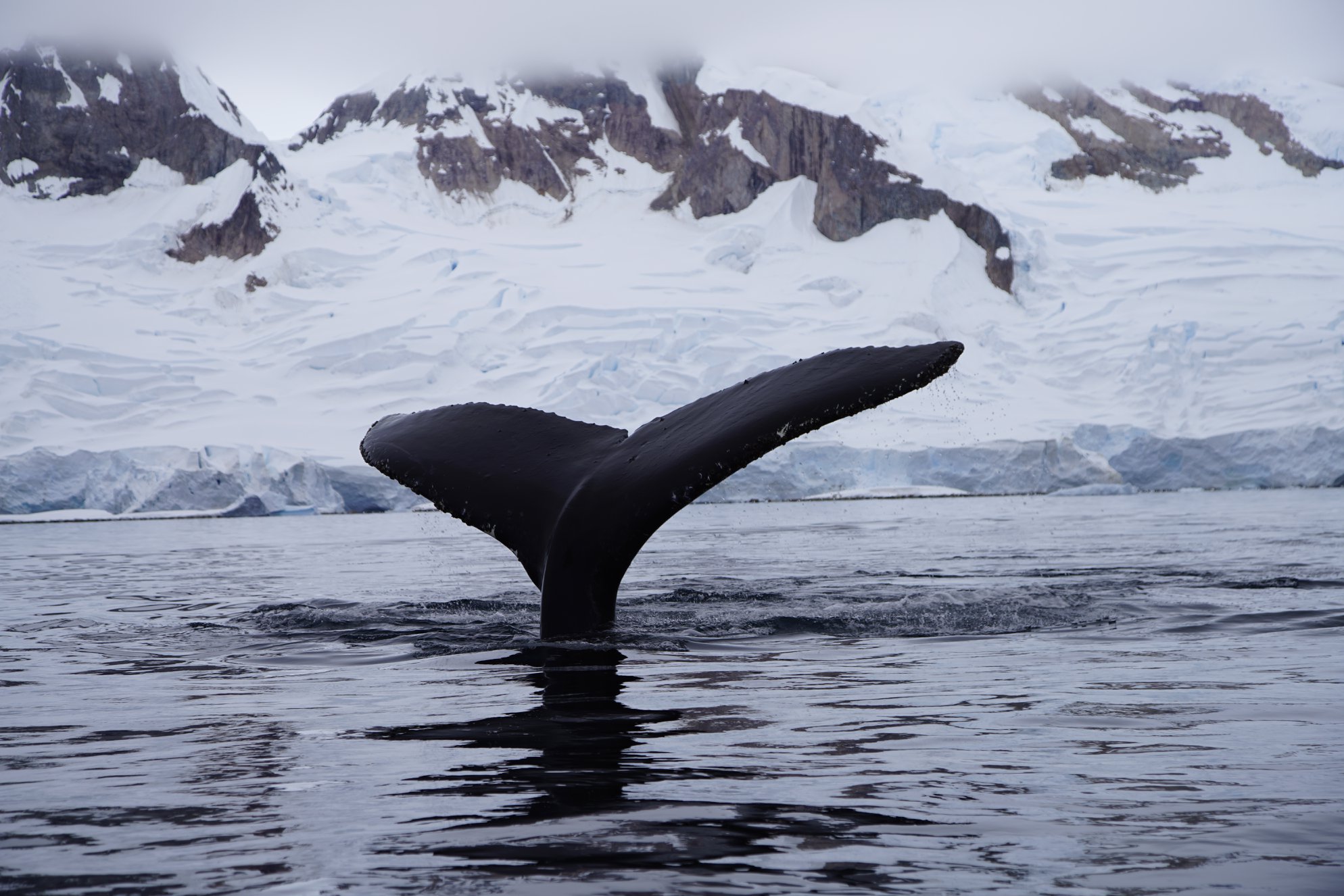 Antarctic Citizen Scientists