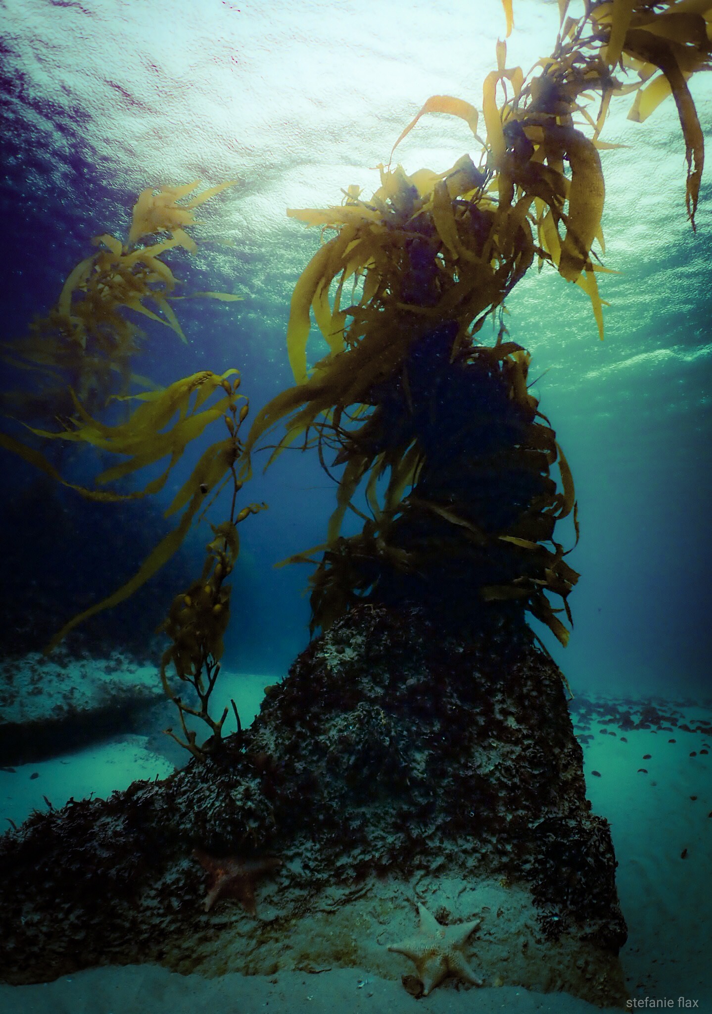 Long Beach Scuba Show