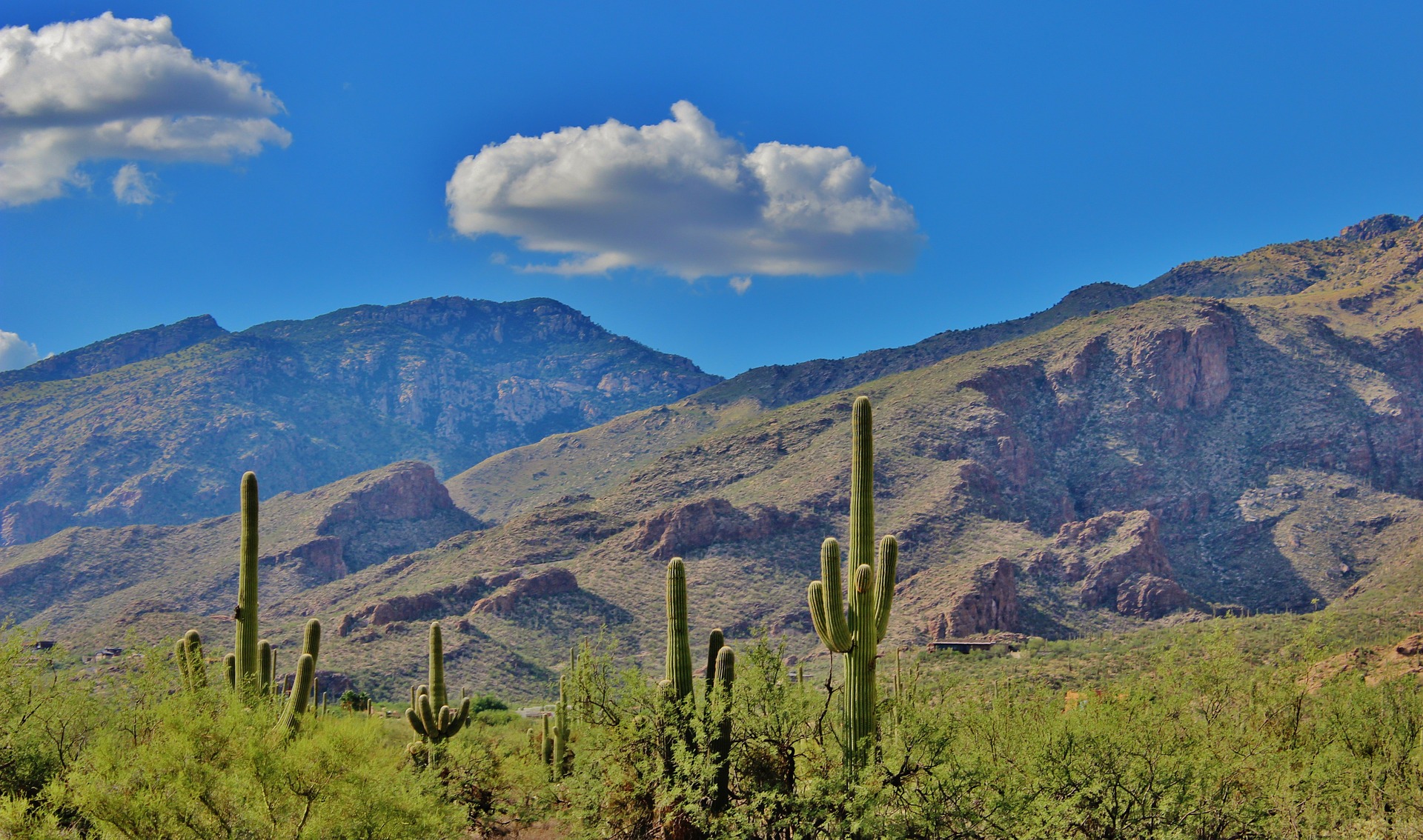 Cacti