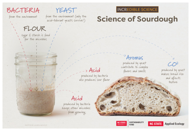 sourdough science