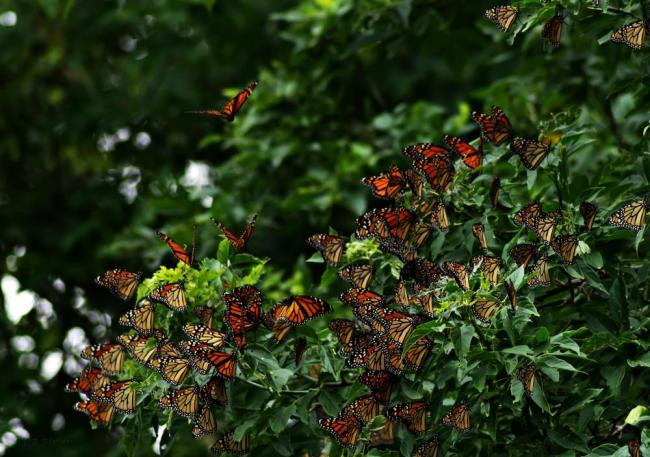 monarch migration pollinator garden