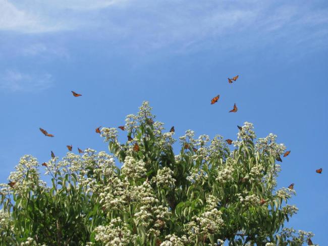 monarch migration milkweed