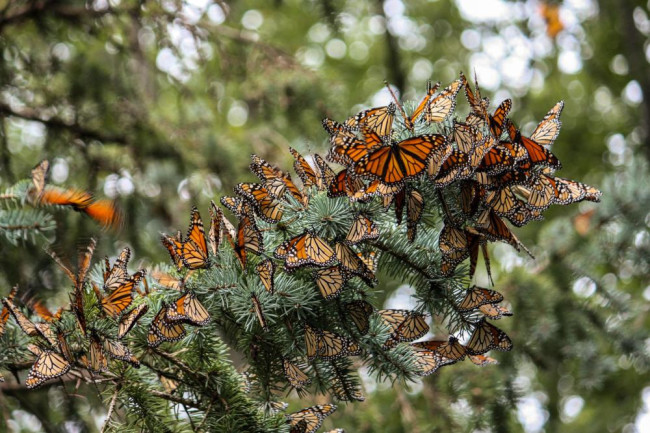 monarch butterflies migrate