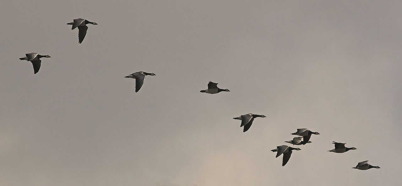 migrating barnacle geese